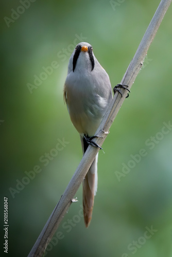 Bearded reedling on the reed