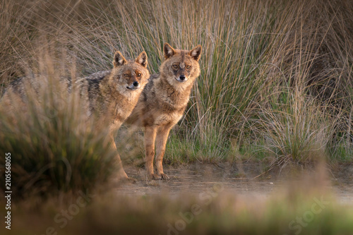 Two Golden jackals looking at the camera