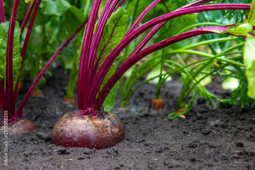 Tableau sur toile Beets, carrots and onions are growing. Selective focus.
