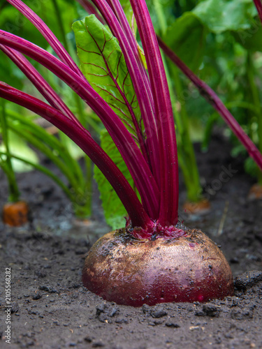 Beets, carrots and onions are growing. Selective focus.