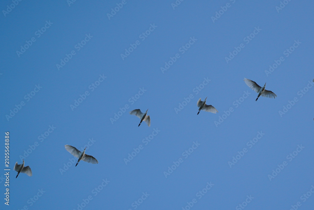 Fototapeta premium A flock of white egrets or herons flying in a diagonal formation across a clear blue sky, showcasing natural migration patterns and avian grace