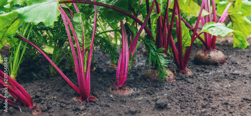 Tableau sur toile Beets, carrots and onions are growing. Selective focus.