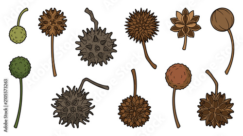 Premium Botanical Sweetgum Seed Ball Collection Isolated Vector Set Liquidambar styraciflua Various Stages