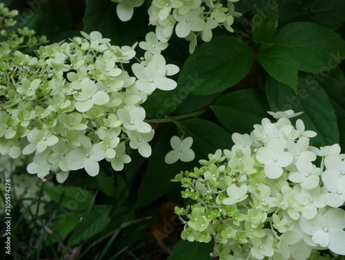 фотографія Close-up of white panicle hydrangea flowers