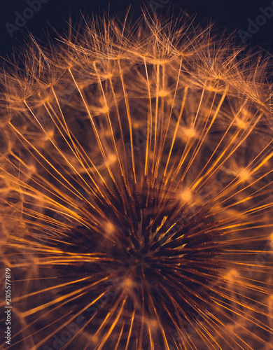 Принти на полотні Macro shot of a dandelion clock in striking orange and brown hues, with delicate