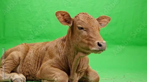 Young domestic cow calf sitting calmly and looking around against a bright green screen background for easy keying