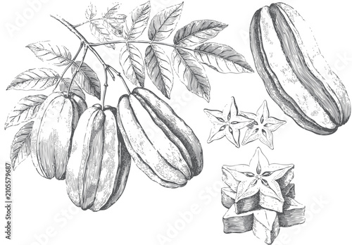 Quadro su tela Vintage engraved starfruit botanical illustration featuring whole carambola frui