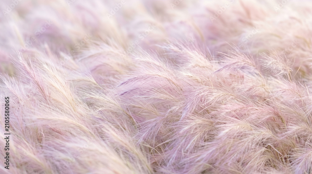Obraz premium Soft pink feathery grasses swaying gently in a bright light creating a dreamy blurred aesthetic