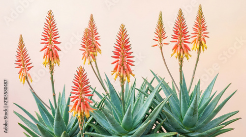 Vibrant orange and yellow aloe vera flowers blooming beautifully on green succulent plants in sunlight