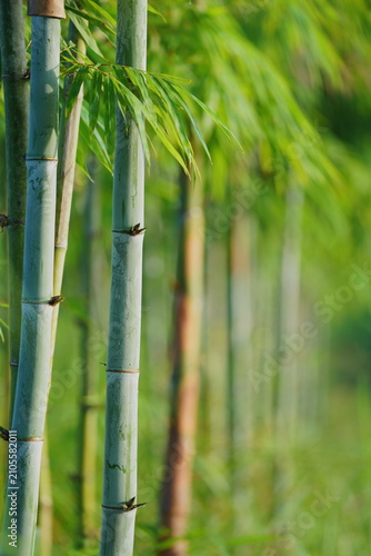 close up white bamboo