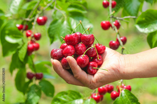 Freshly picked red cherries in hands from Yantai Shandong cherry orchard harvest domestic fruit farming