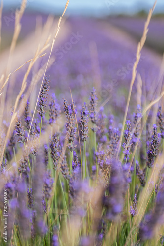 Beautiful floral background. Close-up of blooming lavender flowers with soft bokeh, golden grass, and a dreamy blur of a summer field. Wellness with colors, aromatherapy, seasonal Spanish Provence