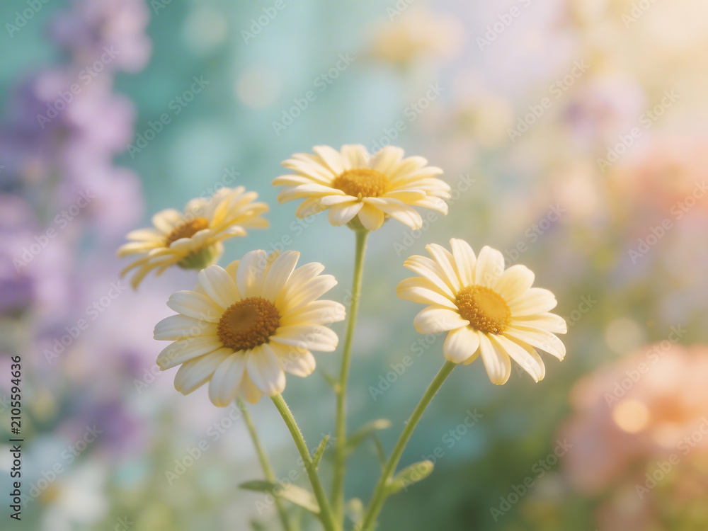 Fototapeta premium Yellow daisies in soft focus