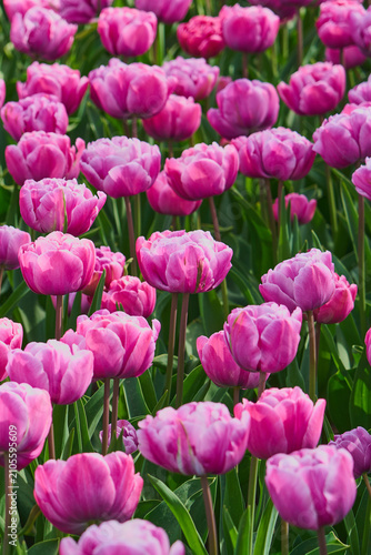 Close Up of Vibrant Pink Double Tulips Blooming in Spring Garden Sunlight