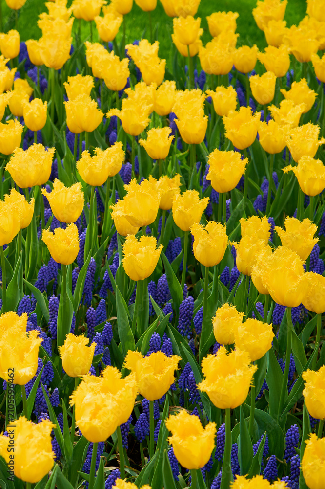 Obraz premium Vibrant Yellow Fringed Tulips and Blue Grape Hyacinths Blooming in Spring Garden