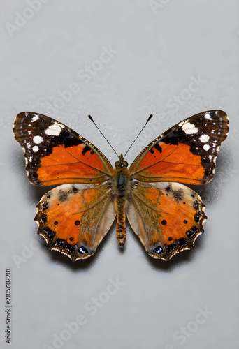 Painted lady butterfly with...