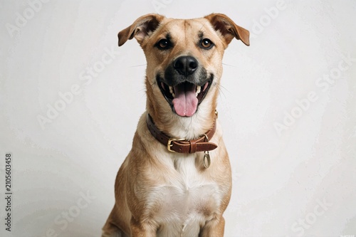 Happy Golden Retriever Dog Portrait Smiling Against White Background