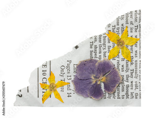 Pressed jasmine flower and leaves on torn newspaper clipping. Botanical collage and scrapbooking element