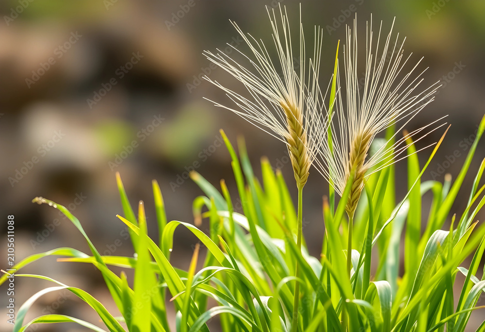 Obraz premium Golden barley ears with long awns growing in a field of green grass, Agriculture and harvest
