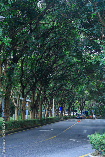 Fotografía Tree Lined City Road Under Lush Green Canopy