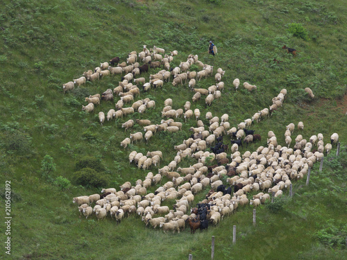 Obraz na plátně Large flock of sheep on green hillside with shepherd and dogs