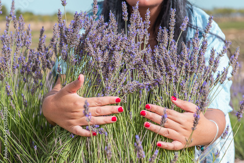 The beautifully manicured hands of a young woman embrace blooming lavender plants in a summer . Wellness, relaxation, the harvesting of fragrant lavender flowers. Caring for nature. Ecological concept