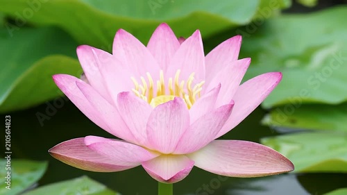 Vertical shot of pink lotus flower bud growing in serene pond water with lush green leaves