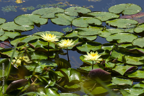 Obraz na płótnie Yellow Water Lilies with Green Lily Pads on a Pond