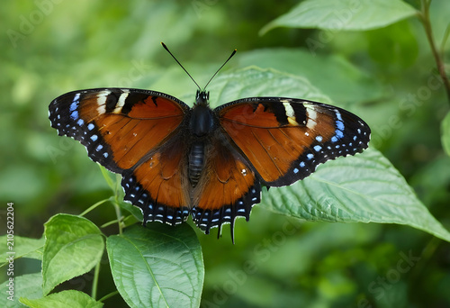 Orange butterfly with open ...