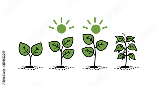 Plant seed growing stages illustration with sun and leaves development