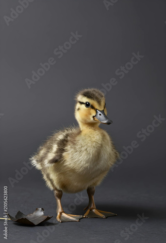 Adorable mallard duckling s...