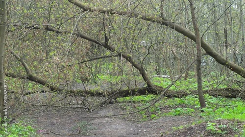 The tree fell across the path. The tree trunk lies across a dirt road in the countryside. A blocked path after a storm.