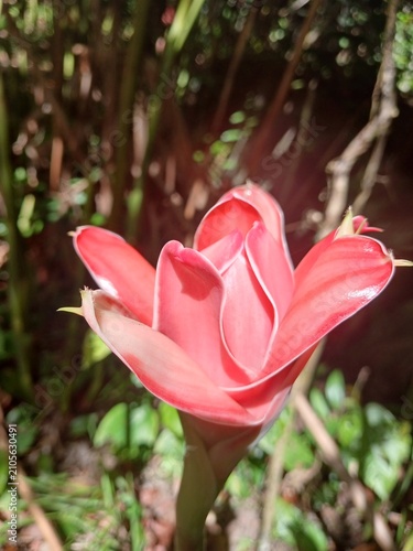 Photography Une belle fleur tropicale rose dans la forêt