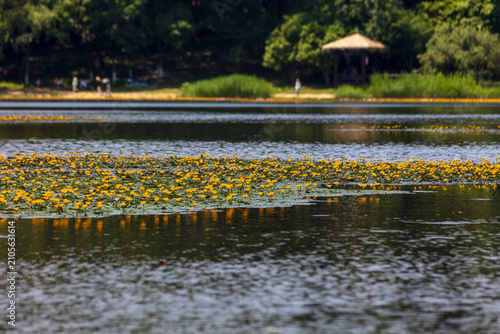 Quadro su tela Yellow Water Lilies Floating on a Calm Lake in a Park