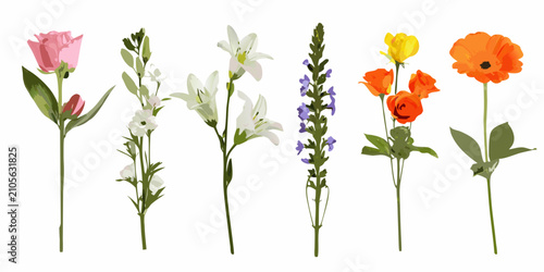 Bild auf Leinwand Colorful Flower Stem Collection A Vector Illustration Against A White Background