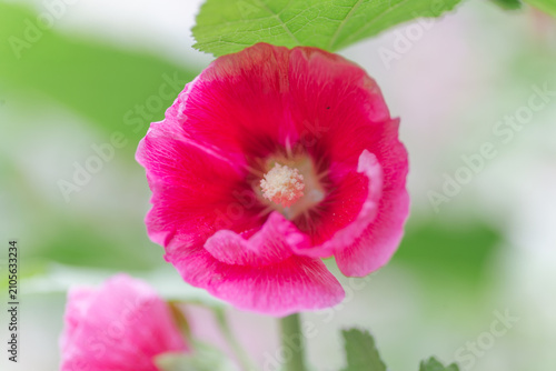 Pink Hollyhock Bloom in Soft Spring Light