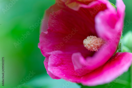 Vibrant Pink Flower Close Up