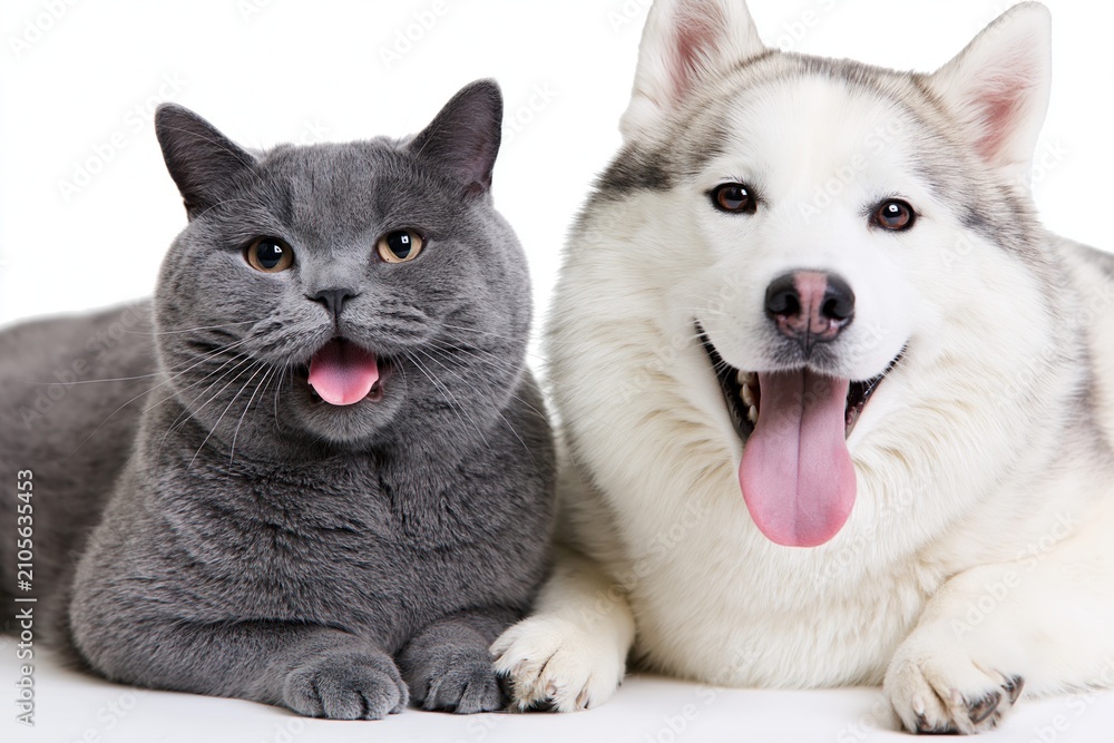 Fototapeta premium The Friendly Grey Cat and White Husky Duo Laughing and Posing Together