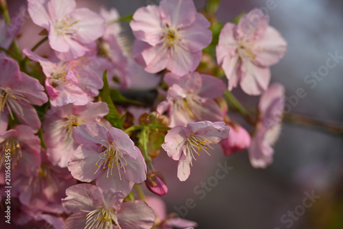 Pink Cherry Blossoms in Soft Spring Light