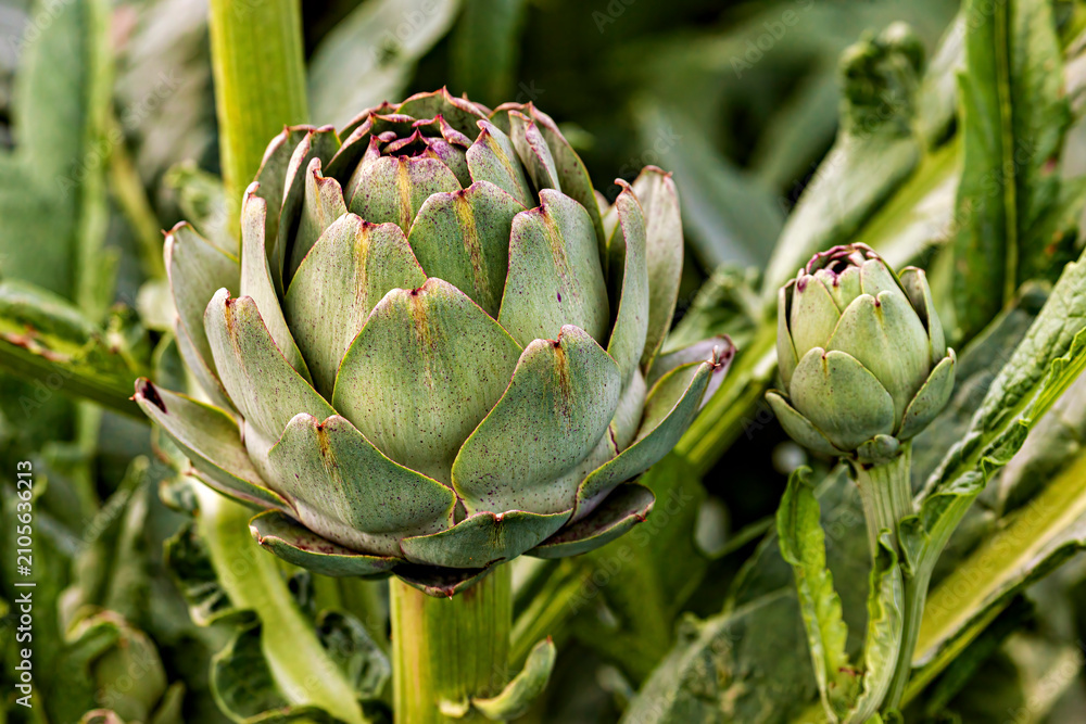 Fototapeta premium The artichoke in a field near Cleder in France (Cynara cardunculus)