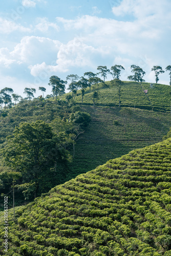Foto Tea Plantation Hilltop Under Blue Sky