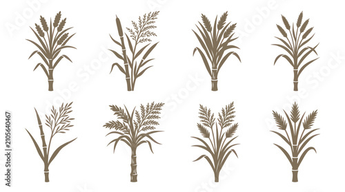 Fotografie Vector reeds and grasses set