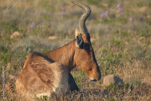 Canvas Print Resting antelope in dry African savanna grassland