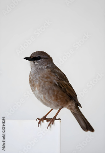 Small brown bird perched on...