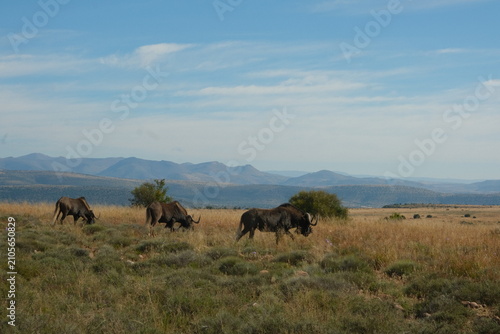Grazing Wildebeest in African Grassland with Mountain Backdrop