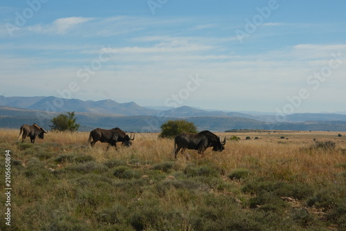 Grazing Antelopes in African Savanna Grassland