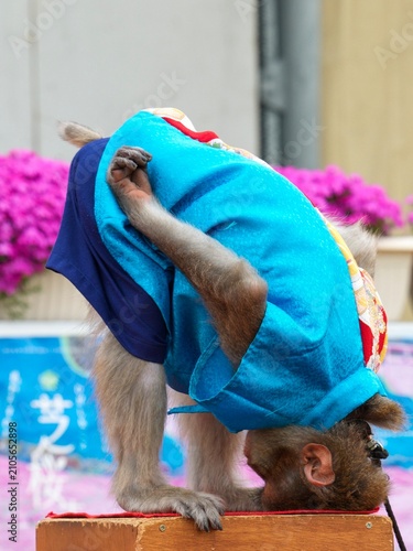 Photography A bowing monkey at Higashimokoto Shibazakura Park