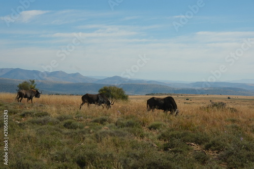 Wildebeest Grazing in African Savanna with Mountain Backdrop