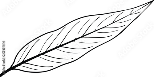 Willow leaf line art illustration isolated on a transparent background for various design projects.