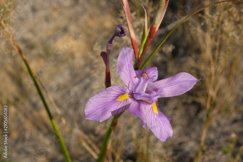 Purple Wildflower Blooming in Dry Grassland Habitat